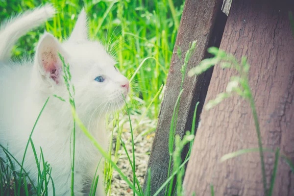 Білий кошеня в саду ретро — стокове фото