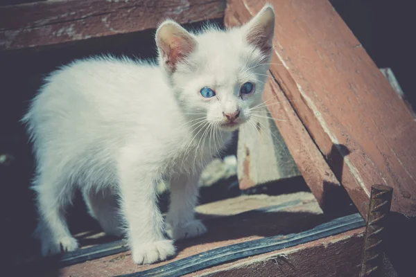 Retrô retrato gatinho branco — Fotografia de Stock