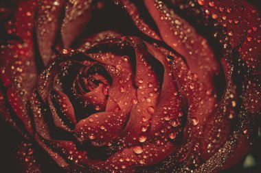 Islak kırmızı gül Grunge makro