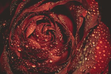 Islak kırmızı gül Grunge makro
