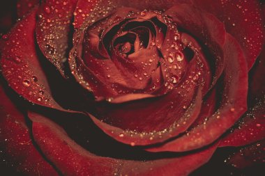 Islak kırmızı gül Grunge makro