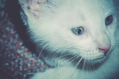 Beyaz yavru kedi portre Retro