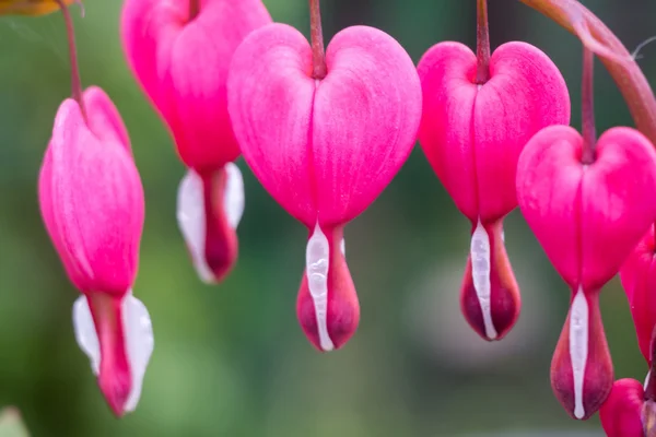 Krvácející srdce květ — Stock fotografie