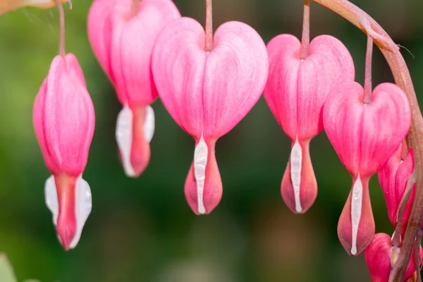 Corazón sangrante flor — Foto de Stock