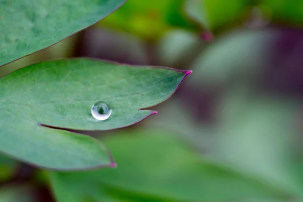 Feuille et goutte d'eau — Photo