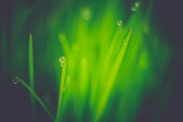 Macro of Morning Grass Retro — Stock Photo, Image