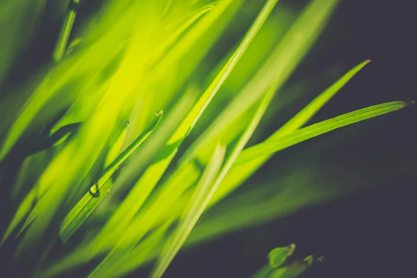 Макро из Morning Grass Retro — стоковое фото