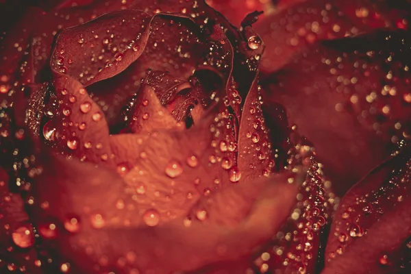 湿红玫瑰 Grunge 宏 — 图库照片
