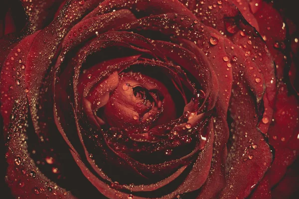 Мокрые красные розы — стоковое фото