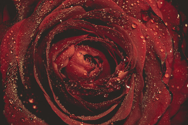 Red rose in water drops, shallow focus, vintage photo effect with paper texture.