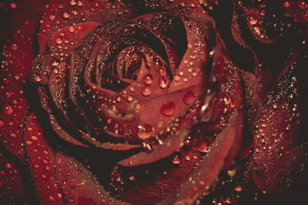 Red rose in water drops, shallow focus, vintage photo effect with paper texture.