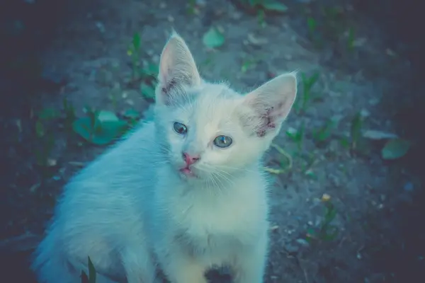 White Kitten in the Garden Retro — Stock Photo, Image