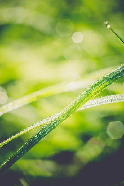 Herbe fond peu profonde Dof Rétro — Photo