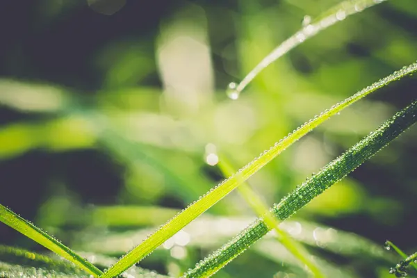 草背景浅层 dof 复古 — 图库照片