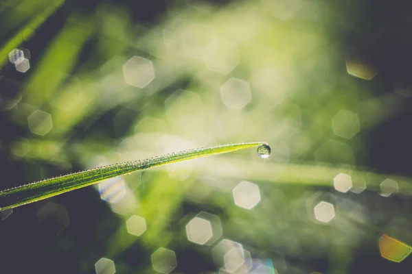 Grass Background Shallow Dof Retro — Stock Photo, Image