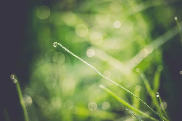 草背景浅层 dof 复古 — 图库照片