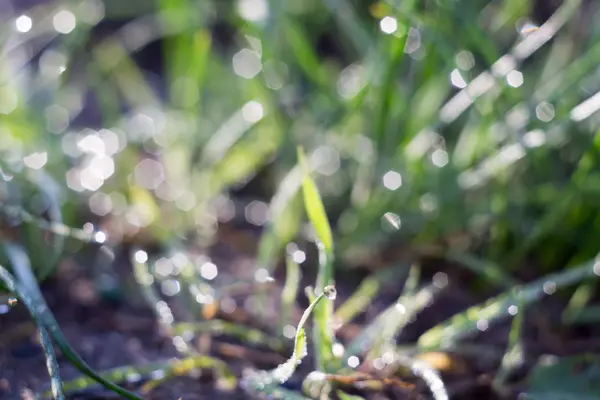 Macro of Morning Grass — Stock Photo, Image