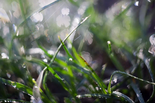 Macro of Morning Grass — Stock Photo, Image