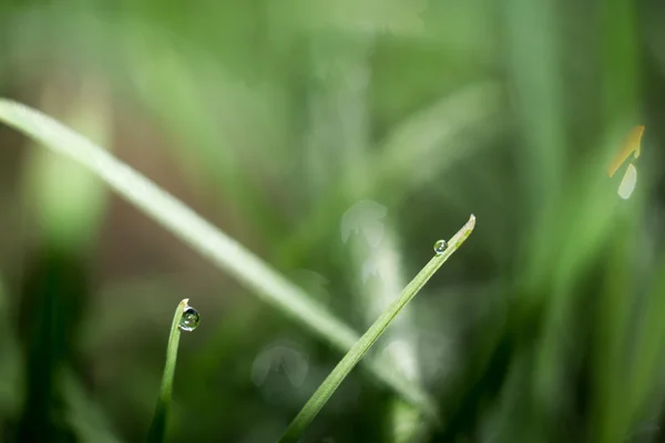 Macro of Morning Grass — Stock Photo, Image