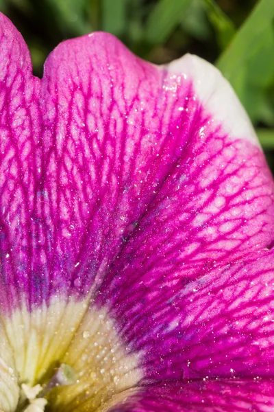 Petunia-bloem — Stockfoto