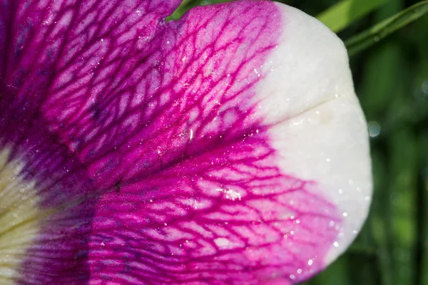 Flor de Petúnia — Fotografia de Stock