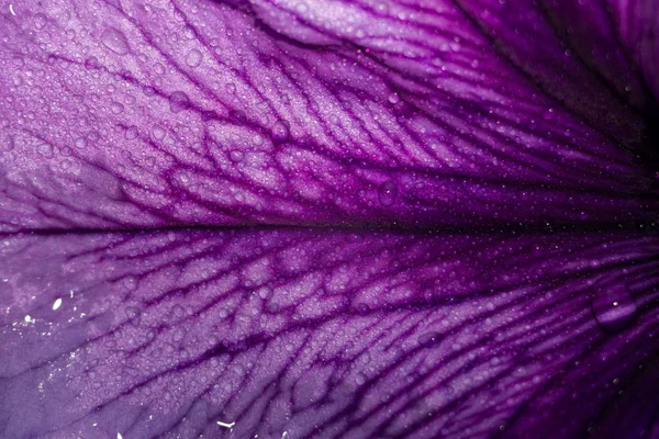 Flor de Petunia — Foto de Stock