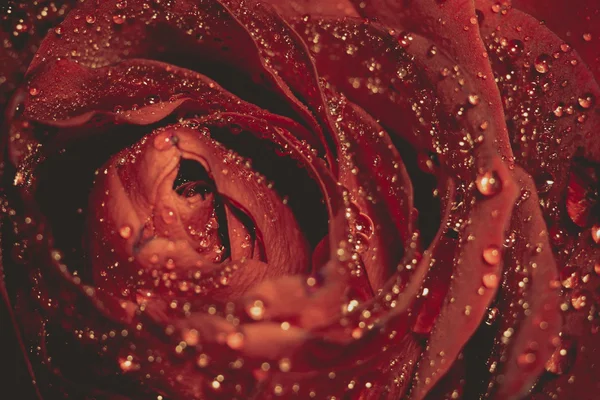 Macro Grunge Rose Rouge Humide — Photo