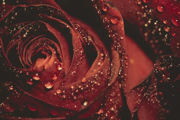 Makro mokry nieczysty Rose czerwony — Zdjęcie stockowe