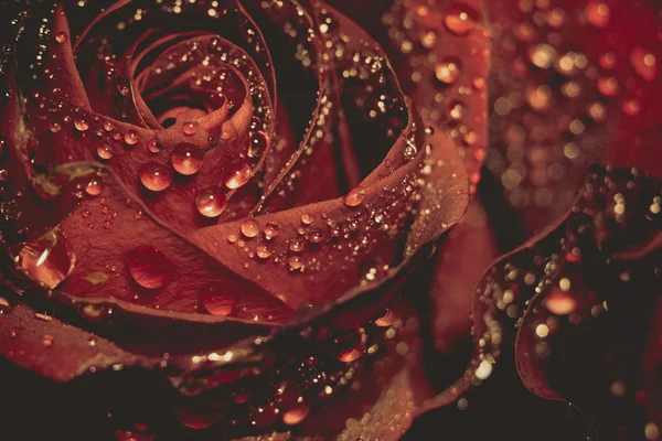 Macro grunge alla rosa rossa bagnata — Foto Stock