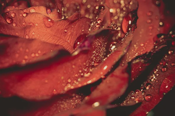 Wet Red Rose Grunge Macro — Stock Photo, Image