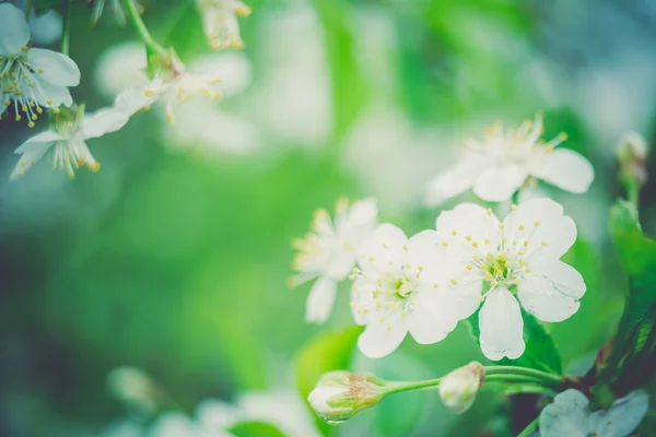 Witte bloesem in voorjaar Retro — Stockfoto