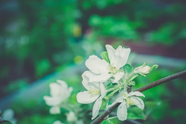 白花盛开在春天复古 — 图库照片