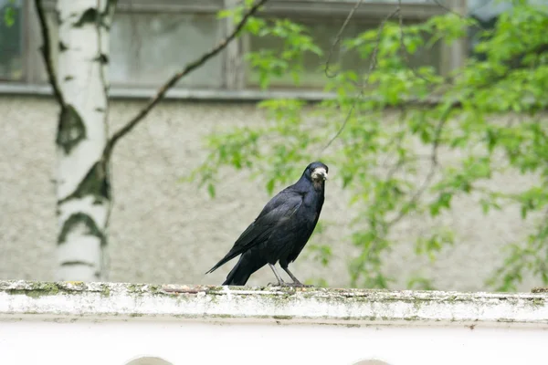Cuervo negro salvaje — Foto de Stock