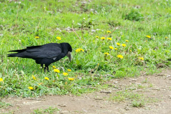 Corbeau noir sauvage — Photo