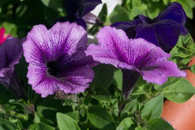 Petunya çiçek