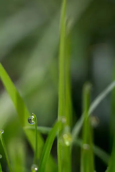 晨草的宏观 — 图库照片