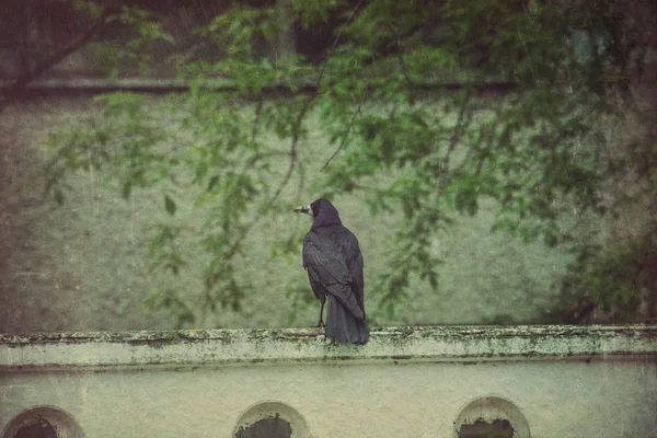 Cuervo negro salvaje retro — Foto de Stock