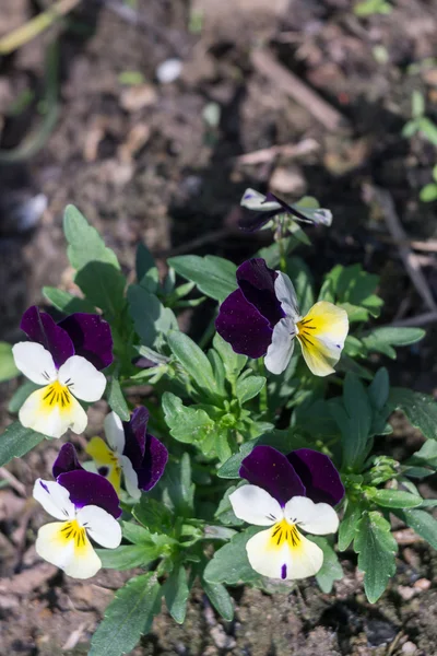 Flores de primavera — Fotografia de Stock