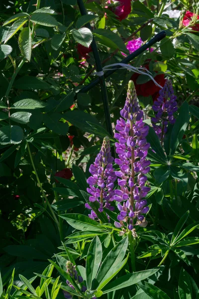 Vårblomster – stockfoto