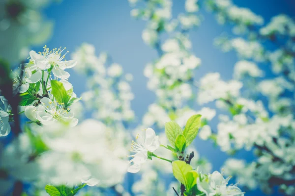 レトロな春の白い花 — ストック写真