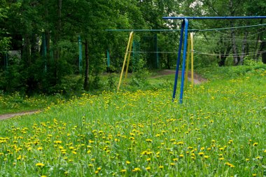 karahindiba sarı çiçek