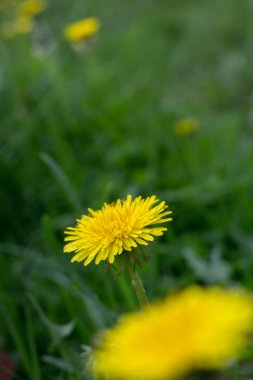 karahindiba sarı çiçek