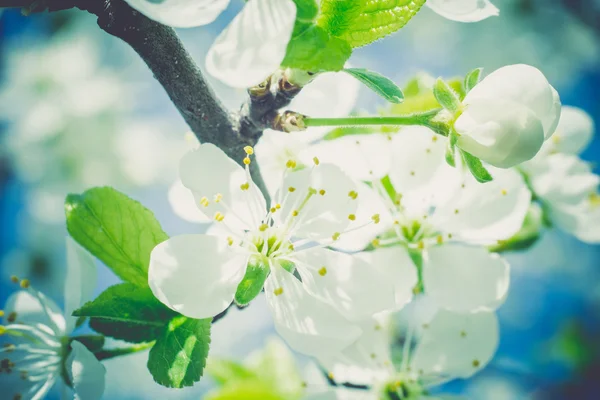 Witte bloesem in voorjaar Retro — Stockfoto