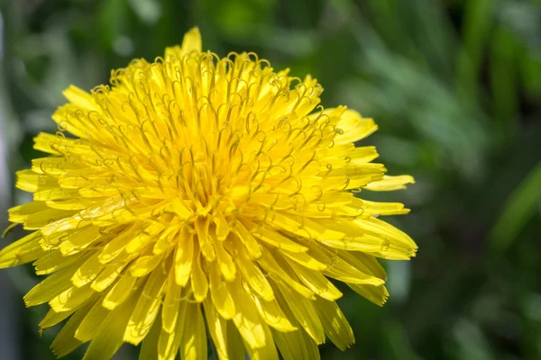Żółte kwiaty mniszek — Zdjęcie stockowe