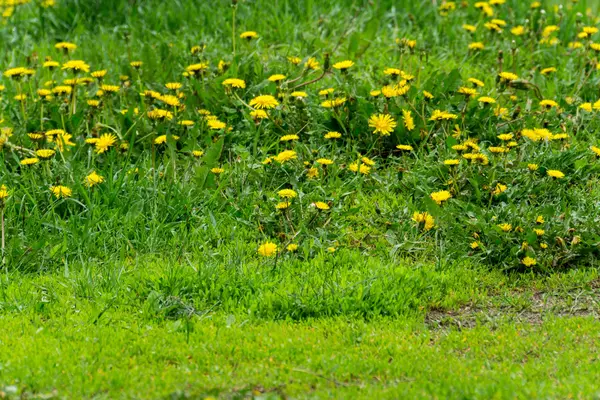 Gelbe Löwenzahnblüten — Stockfoto
