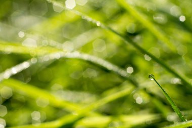 Çim arka plan sığ Dof