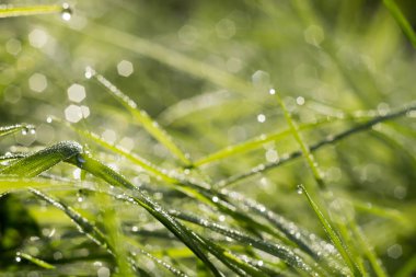 Çim arka plan sığ Dof