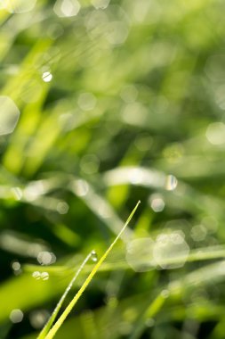 Çim arka plan sığ Dof