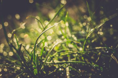 Sabah çim Retro makro