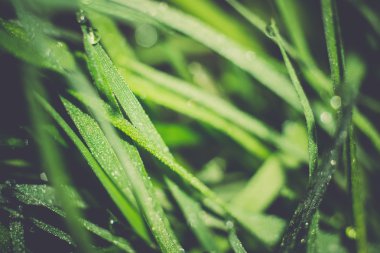 Sabah çim Retro makro